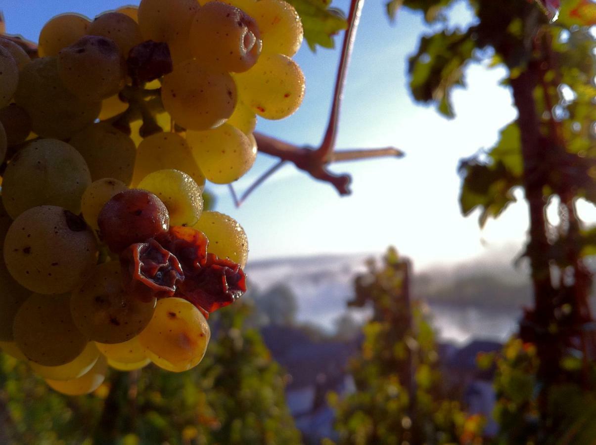 Gaestehaus Weingut Meierer Kesten Bagian luar foto